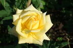 Duftgold ® rose photo