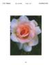 GRAsuper rose photo