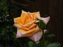 HORumba rose photo
