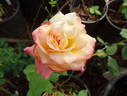 Operetta rose photo