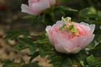 Gui Fei Cha Cui peony photo
