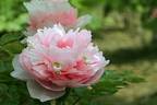 Gui Fei Cha Cui peony photo
