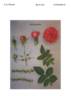 KORuetroko rose photo