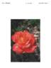 BAGstream rose photo