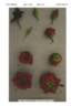 PACninetyfive rose photo