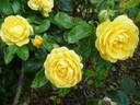 Indiane rose photo
