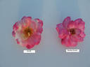 Sunrise Sunset rose photo