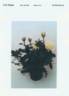 Evera607 rose photo