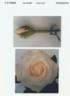 Evera607 rose photo