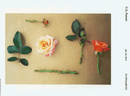 Velvet Orange rose photo