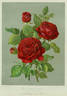 Madame Victor Verdier rose photo