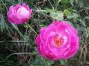 Corvedale rose photo