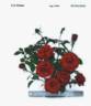 Wekcisfribo rose photo