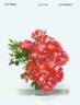 Wekruneflo rose photo