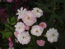 Baba Kay rose photo