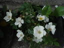 Tear Drop rose photo