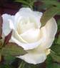 Crystalline ™ rose photo