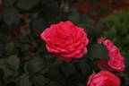 Tahitian Treasure rose photo