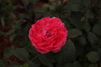 Tahitian Treasure rose photo