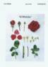 KORtrinka rose photo