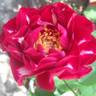 Lightning Strike rose photo