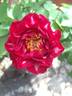 Lightning Strike rose photo