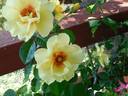 Eyeconic rose photo
