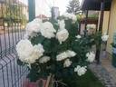 White Meillandina rose photo