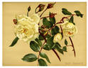 Narcisse rose photo