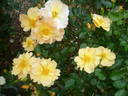 Apricot Queen rose photo