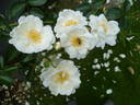 White Star rose photo