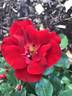 Thrive! rose photo