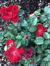 Thrive! rose photo