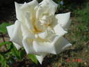 Alabaster rose photo