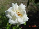 Alabaster rose photo