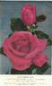 Lady Frost rose photo