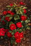 Thrive! rose photo