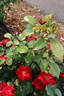 Thrive! rose photo