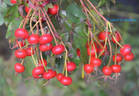 R. palustris nuttalliana rose photo