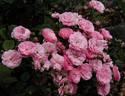 Morey's Pink rose photo