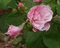 Morey's Pink rose photo