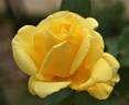 Banco 86 ® rose photo