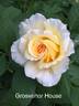 Grosvenor House rose photo