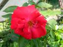 68-16-01 rose photo