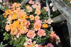 Sweet Magic rose photo