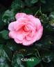 Kalinka, Cl. rose photo