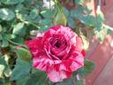 Painter's Palette rose photo