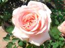 Addo Heritage rose photo