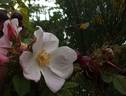 Harucabi rose photo