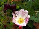 Harucabi rose photo